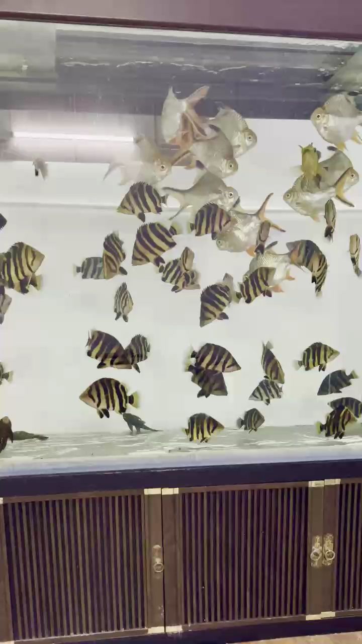 魚缸用增氧泵價格是多少:魚缸增氧機-xtrac增氧機-xtrac增氧機 看著都舒服!一缸明虎,“一缸明虎”的意義 龍魚論壇 看著都舒服!一缸明虎,“一缸明虎”的意義 看著都舒服!一缸明虎,“一缸明虎”的意義 龍魚論壇