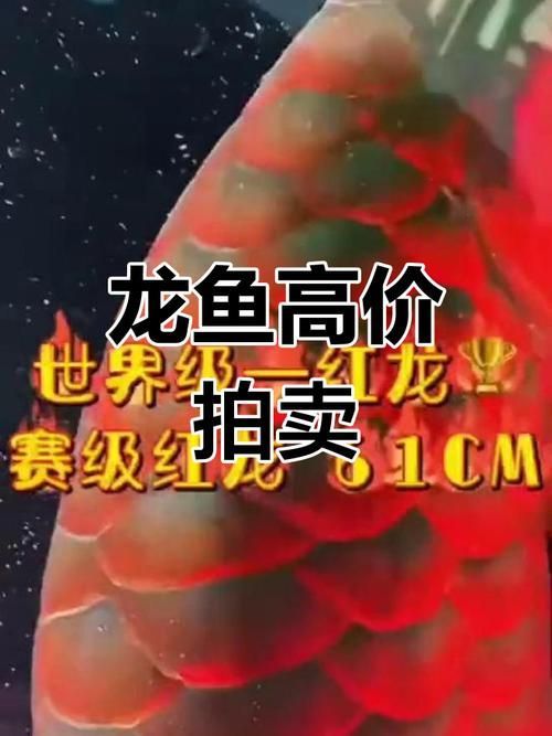 龍魚市場炒作風險有哪些，如何識別龍魚市場的炒作？