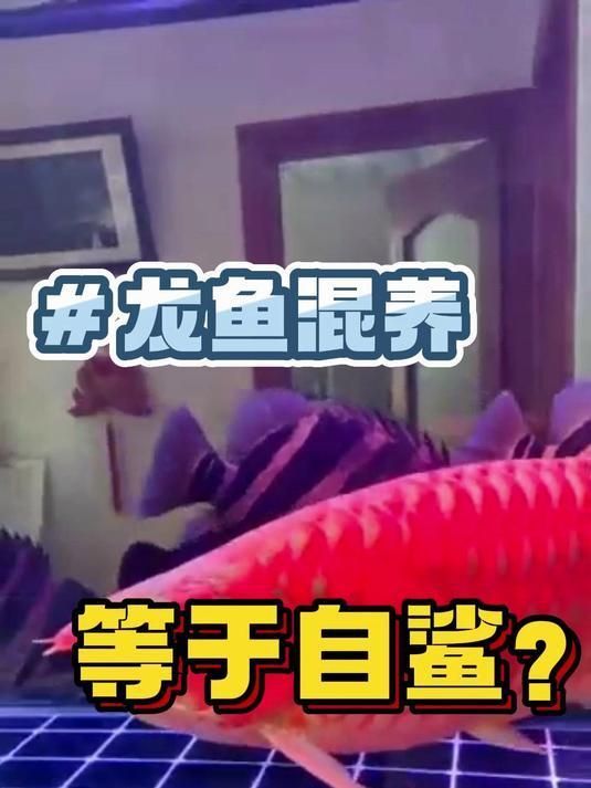 除了這三種魚，還有哪些魚不適合和龍魚混養？，哪些魚不適合與龍魚混養？