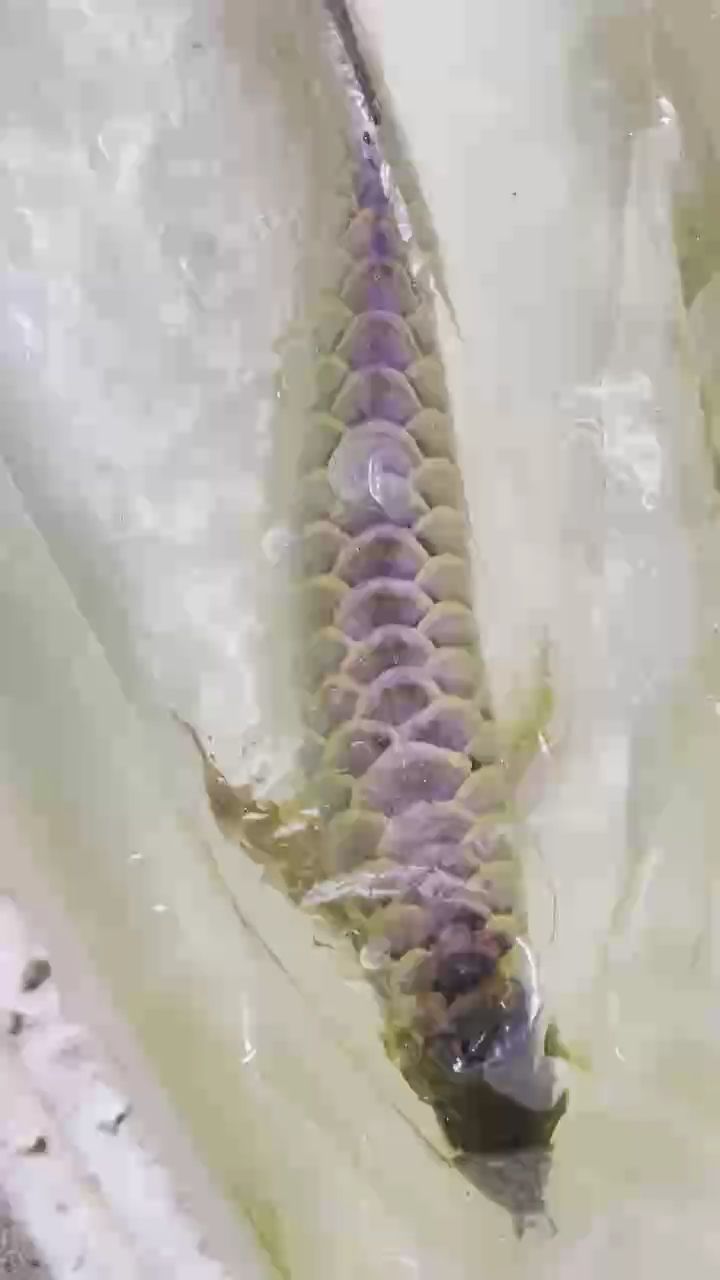 龍魚，巴雷特龍魚被養魚耽誤的建筑師評論：喂食方面要多樣化