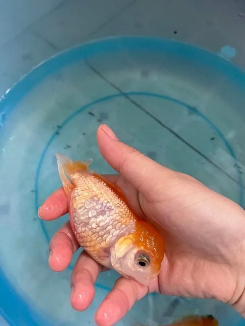 金魚炸鱗后如何護理，關于金魚炸鱗（豎鱗病）的護理