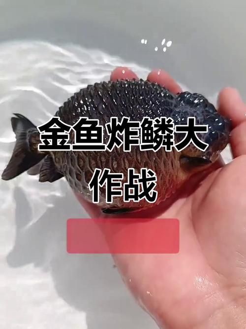 金魚炸鱗后如何護理，關于金魚炸鱗（豎鱗病）的護理