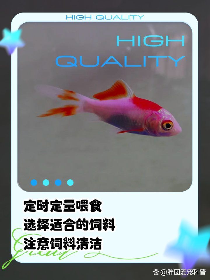 如何調整小金魚的飲食以緩解肥胖，小金魚減肥期間需要多久見效