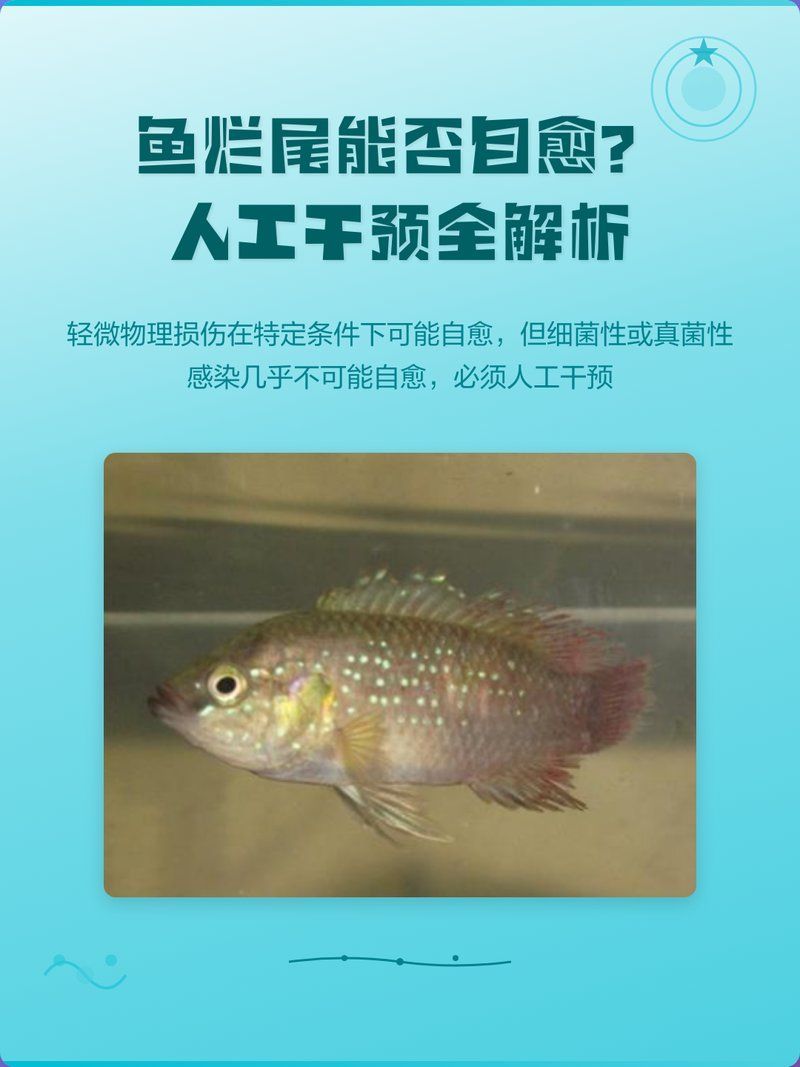 魚爛鰭爛尾能自愈嗎，魚爛鰭爛尾能否自愈 魚爛鰭爛尾能自愈嗎，魚爛鰭爛尾能否自愈 龍魚百科 第2張