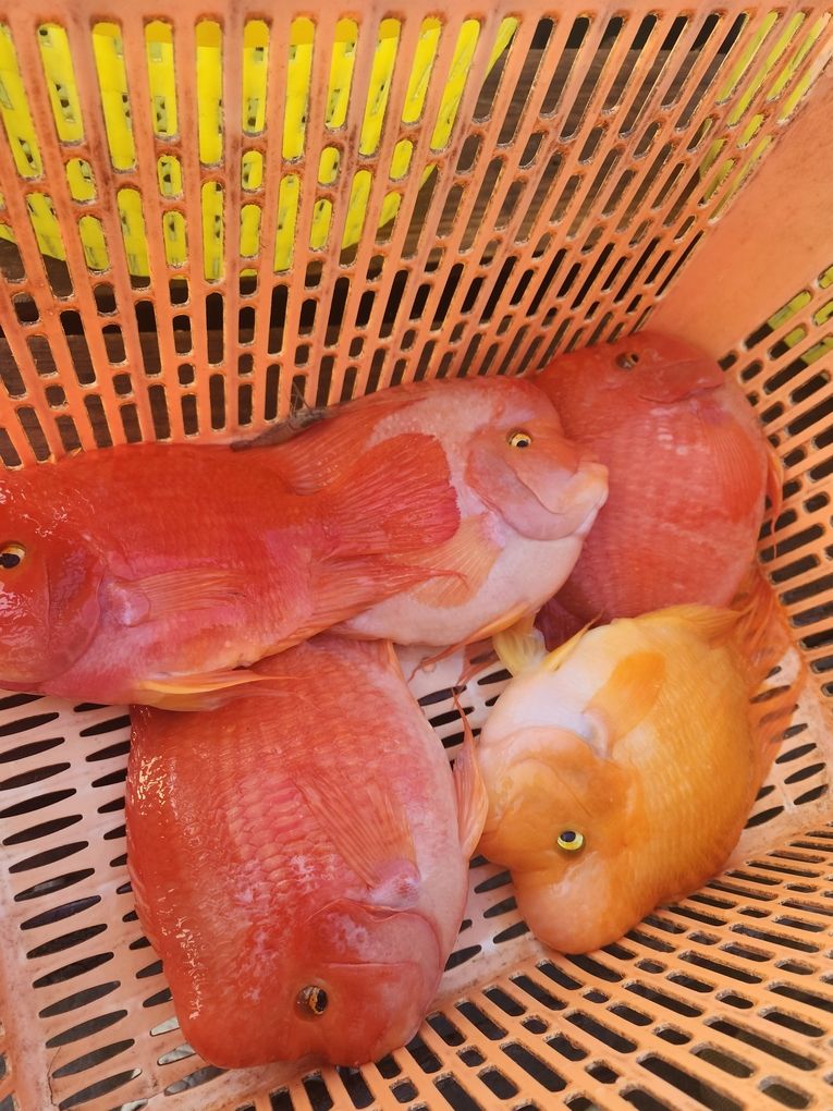 財神鸚鵡魚，財神鸚鵡魚的養殖方法