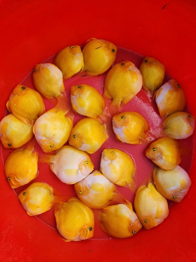 財神鸚鵡魚，財神鸚鵡魚的養殖方法