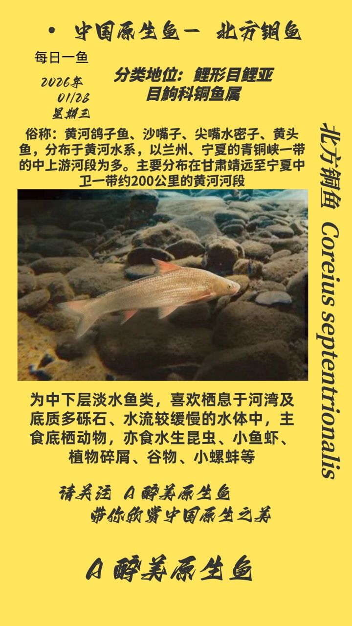 北方銅魚，北方銅魚，