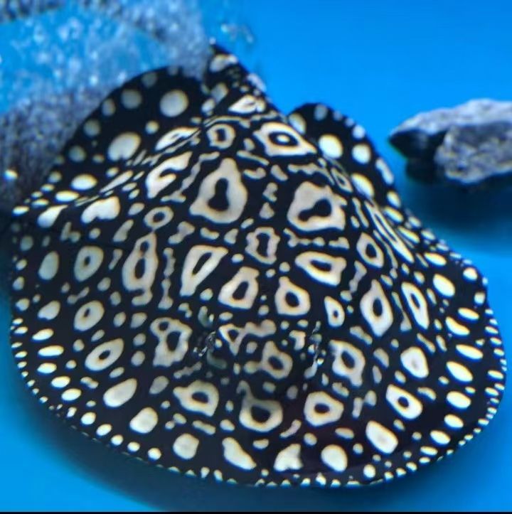 ，全球氣候變化對農業生產造成了顯著影響，對農業生產造成影響