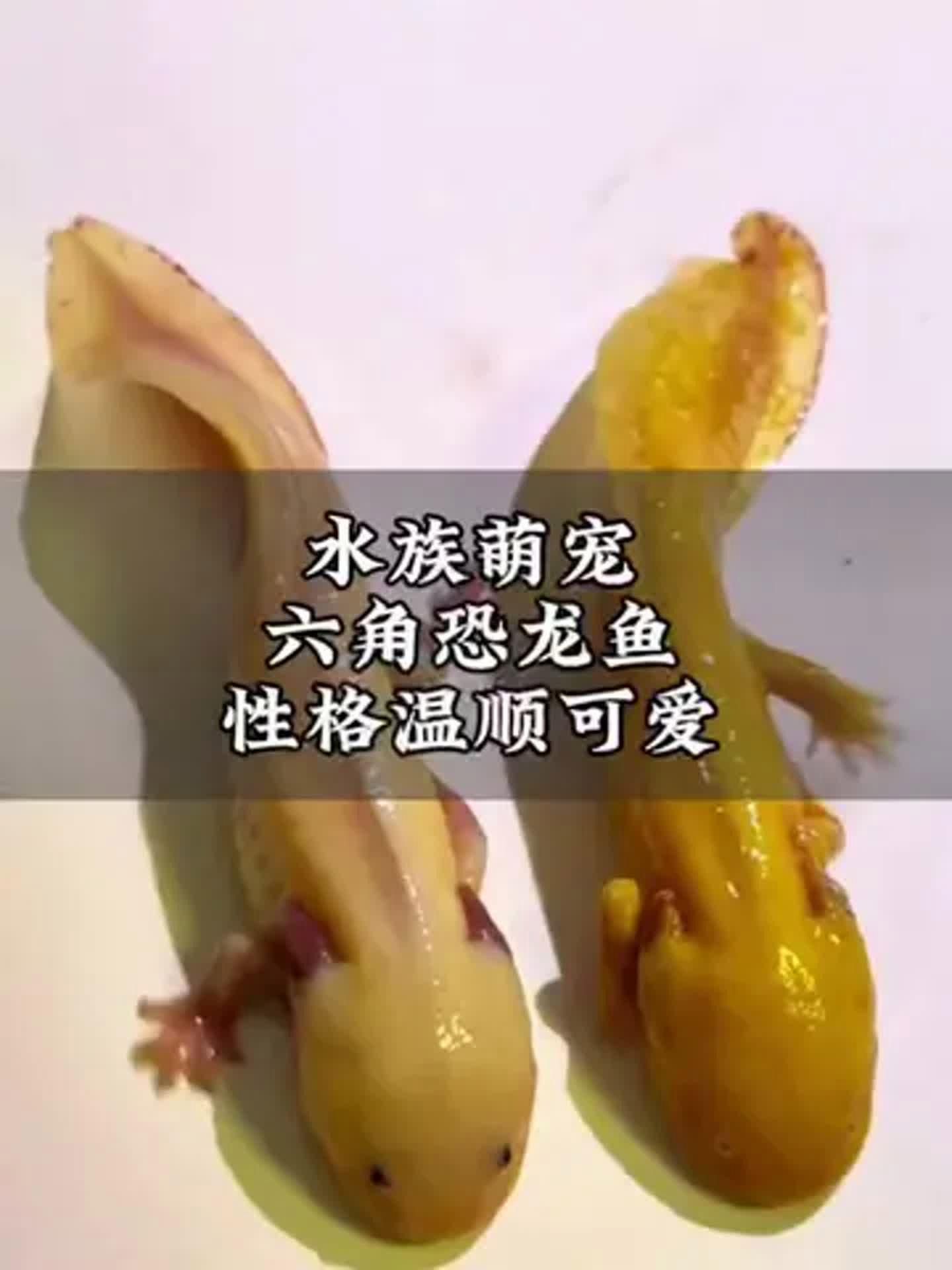 給我推薦一些適合新手的恐龍魚品種，新手飼養(yǎng)恐龍魚品種推薦，適合新手飼養(yǎng)的恐龍魚品種