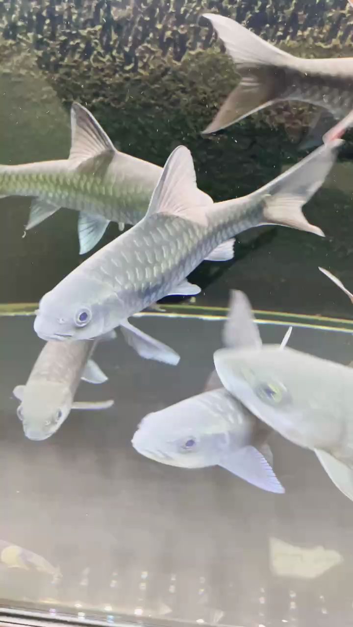 吉羅玩家，交個朋友，羅玩家交個朋友