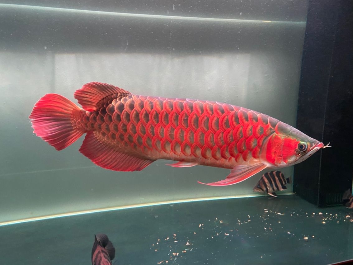 龍虎共游，自愈日常，“龍虎共游”是一種怎樣的生活方式？ 龍虎共游，自愈日常，“龍虎共游”是一種怎樣的生活方式？ 龍魚論壇 第4張