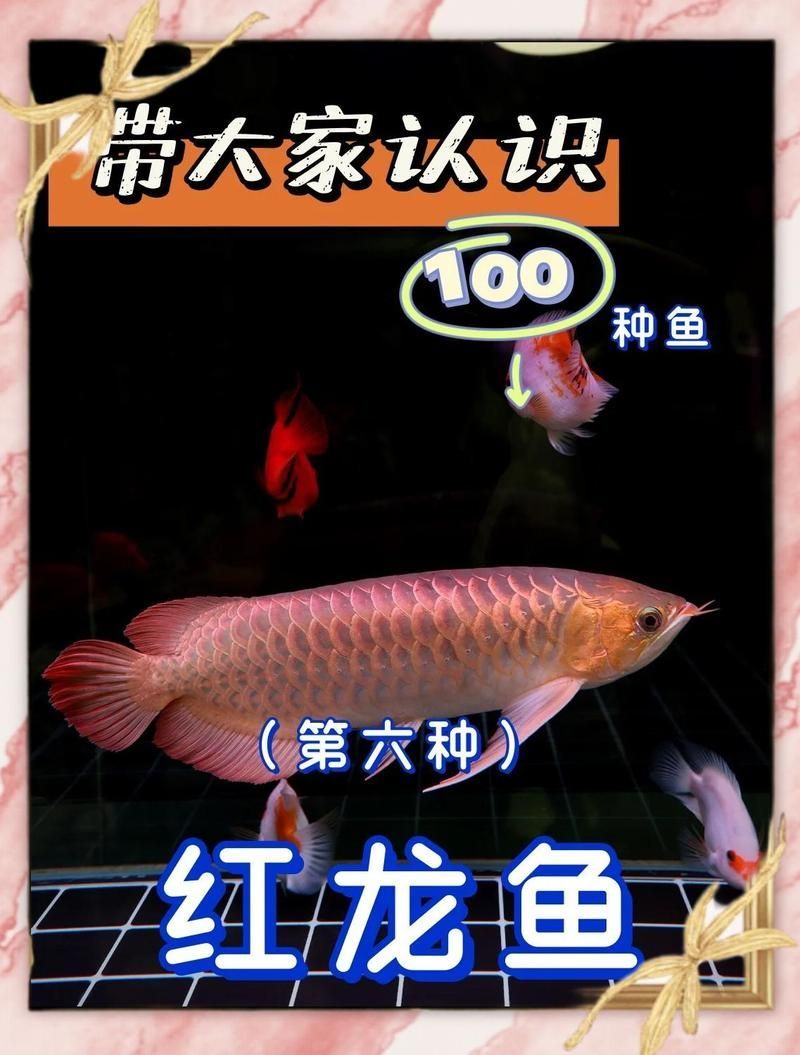 很小的大湖紅龍能養活嗎，養小型大湖紅龍魚可行嗎？