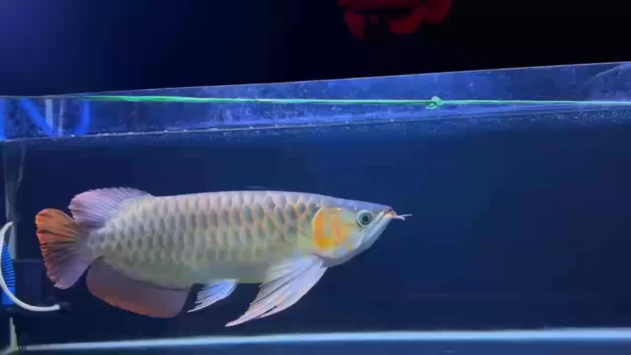 更新，ai與ml融合的可能性
