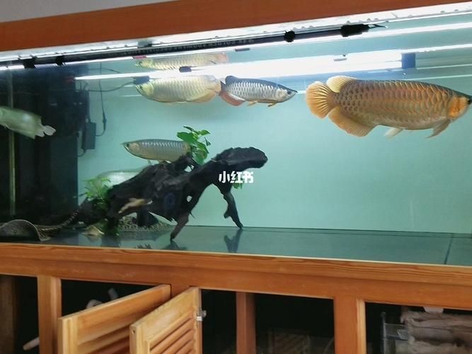 如何飼養(yǎng)高雅紅龍魚，高雅紅龍魚的飼養(yǎng)方案