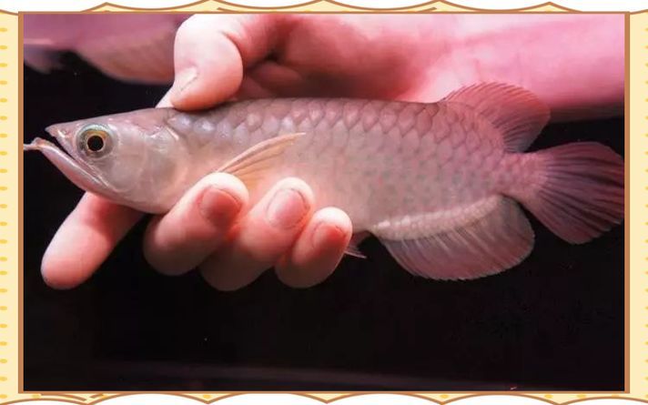 如何飼養(yǎng)高雅紅龍魚，高雅紅龍魚的飼養(yǎng)方案