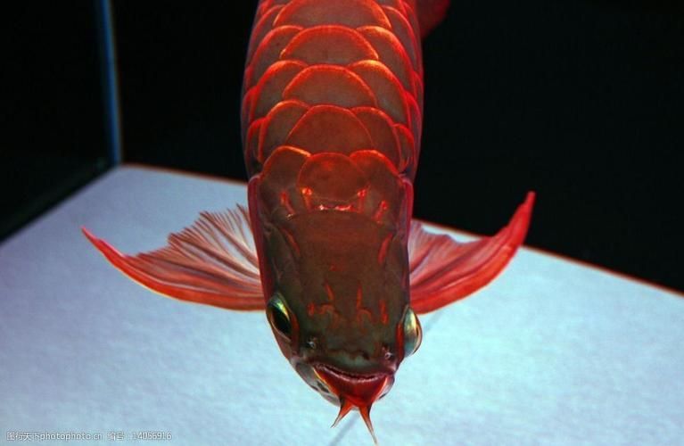 如何飼養(yǎng)高雅紅龍魚，高雅紅龍魚的飼養(yǎng)方案