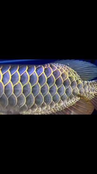 古典金龍魚圖片大全，古典金龍魚圖片大全，古典金龍魚的飼養(yǎng)方法