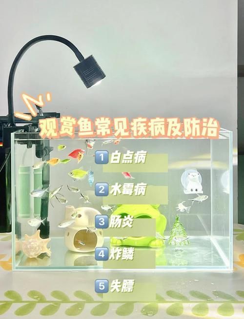 給我一些觀賞魚常見疾病的圖片，觀賞魚常見疾病及其圖片