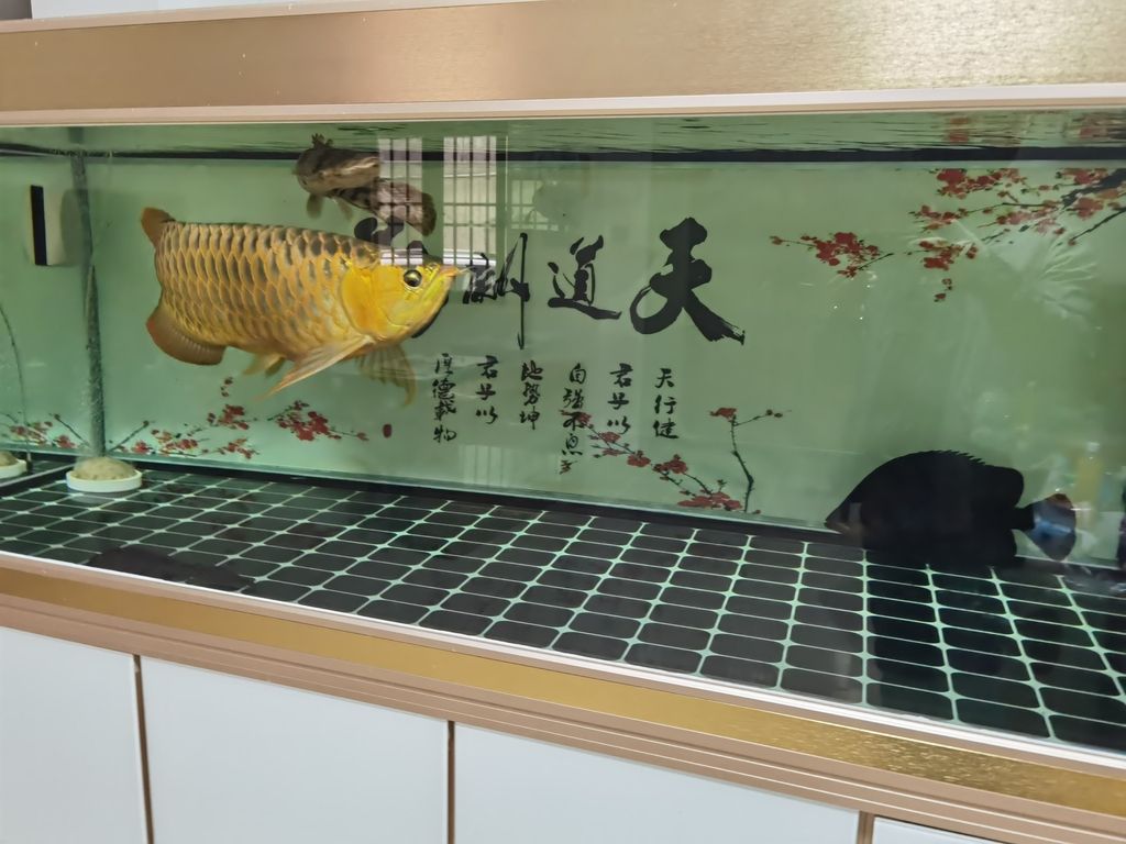，ai在教育中的應用及其影響，北京老寧評論：挺好