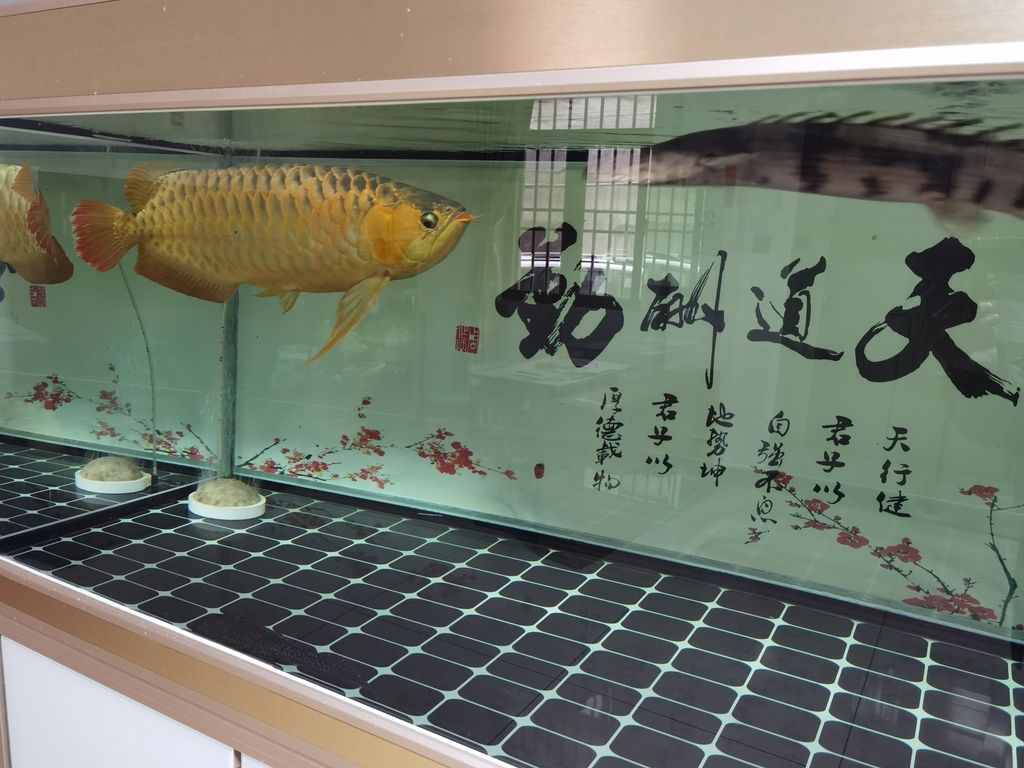 ，人工智能在醫療行業的應用 ，人工智能在醫療行業的應用 龍魚論壇