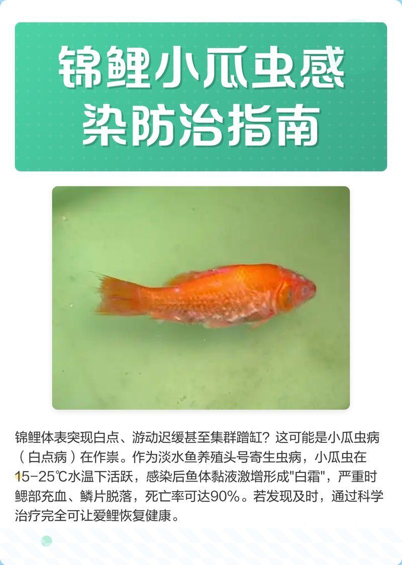 錦鯉感染寄生蟲后應(yīng)該如何治療，如何判斷錦鯉是否感染寄生蟲？