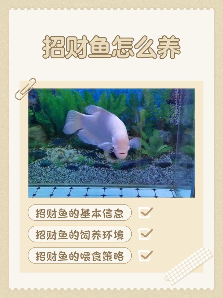 如何判斷招財魚和龍魚是否適應，判斷招財魚和龍魚是否適應環境，關鍵在于觀察它們的行為狀態