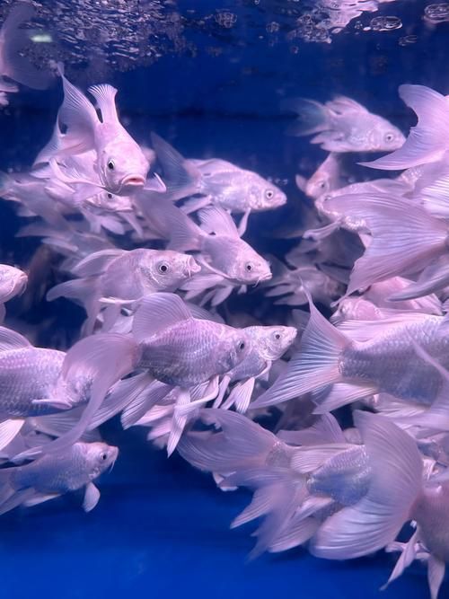 給我一些觀賞魚的高清圖片，觀賞魚高清圖片集錦