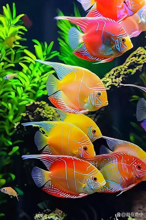 給我一些觀賞魚的高清圖片，觀賞魚高清圖片集錦