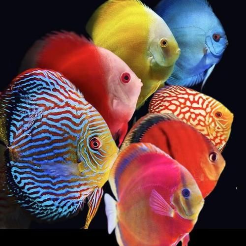 給我一些觀賞魚的高清圖片，觀賞魚高清圖片集錦