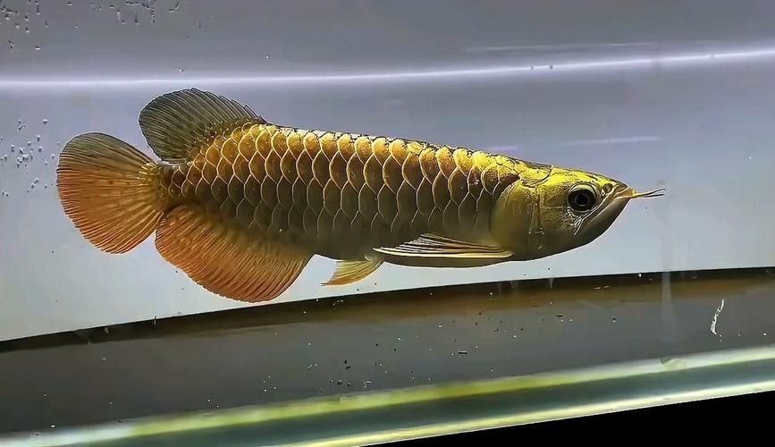炮頭金龍魚的市場價格走勢，炮頭金龍魚市場價格走勢分析，炮頭金龍魚市場需求量如何