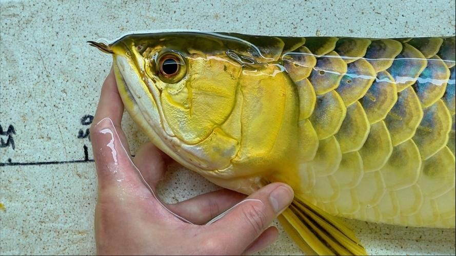 炮頭金龍魚的市場價格走勢，炮頭金龍魚市場價格走勢分析，炮頭金龍魚市場需求量如何