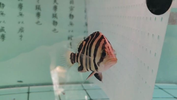 小虎魚，小虎魚的飼養方法