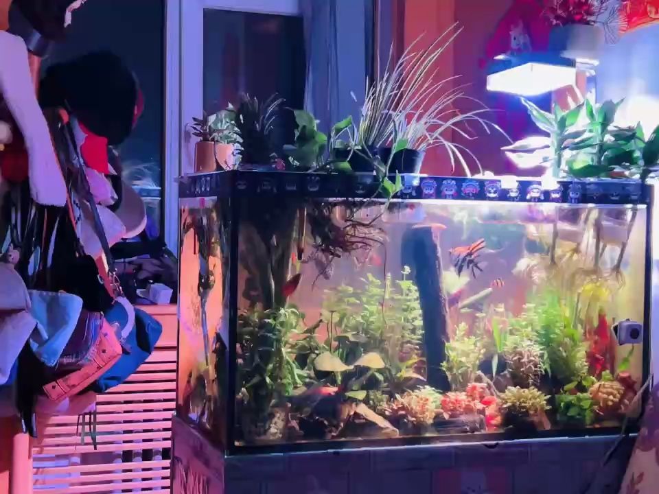 重拾興趣3，重拾興趣3，在現代社會中 重拾興趣3，重拾興趣3，在現代社會中 龍魚論壇