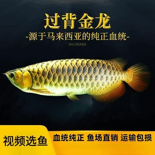 24K金頭過背金龍魚的價格是多少，24k金頭過背金龍魚價格是多少