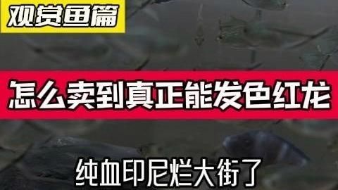 血紅龍和辣椒紅龍哪個更受歡迎，《明日之后》血紅龍和辣椒紅龍各有千秋各有千秋