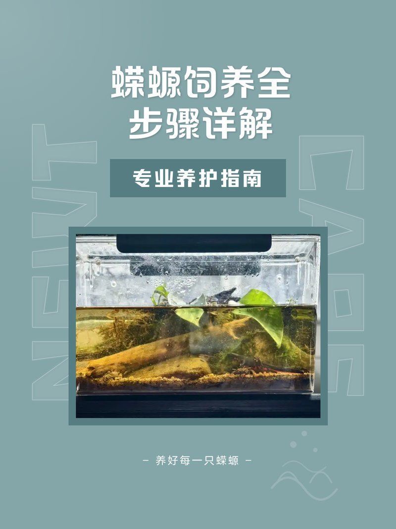 養蠑螈需要準備哪些工具，蠑螈飼養全攻略