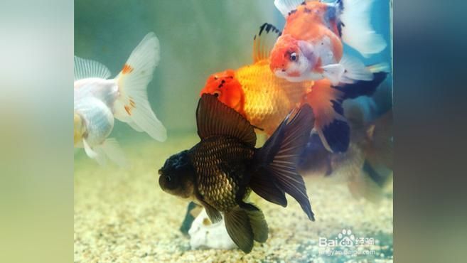 金魚掉鱗露肉還能活多久，金魚掉鱗露肉后多久能活多久金魚掉鱗露肉多久能恢復(fù)