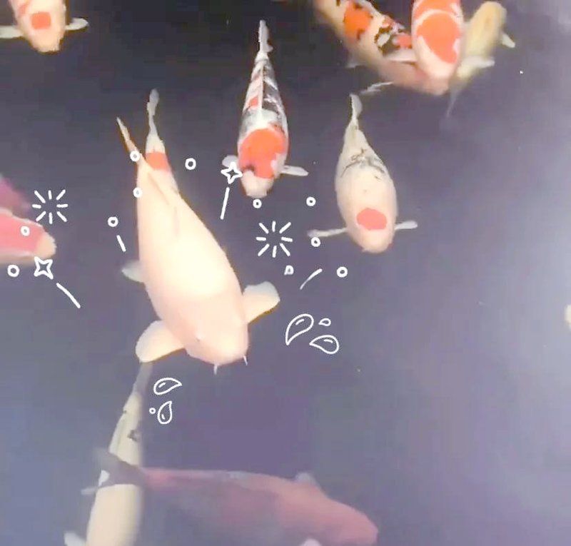 如何預防魚爛鰭爛尾的發生，方nic山高水長觀賞魚爛尾爛尾預防妙招來啦
