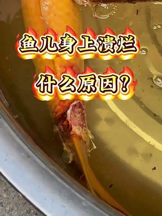 金魚(yú)身上潰爛能自愈嗎，金魚(yú)潰爛能否自愈