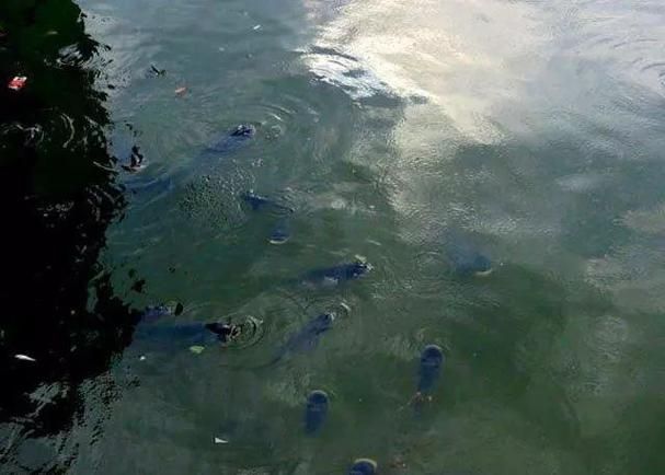 魚塘浮頭后如何恢復(fù)，陜西西安魚塘浮頭恢復(fù)流程圖解（1.5mg/l）