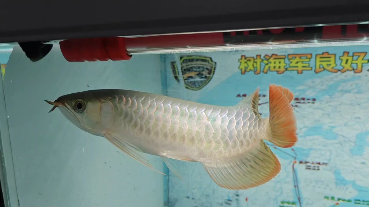 辣椒紅龍，辣椒紅龍色澤鮮艷，辣味濃郁，酸甜可口
