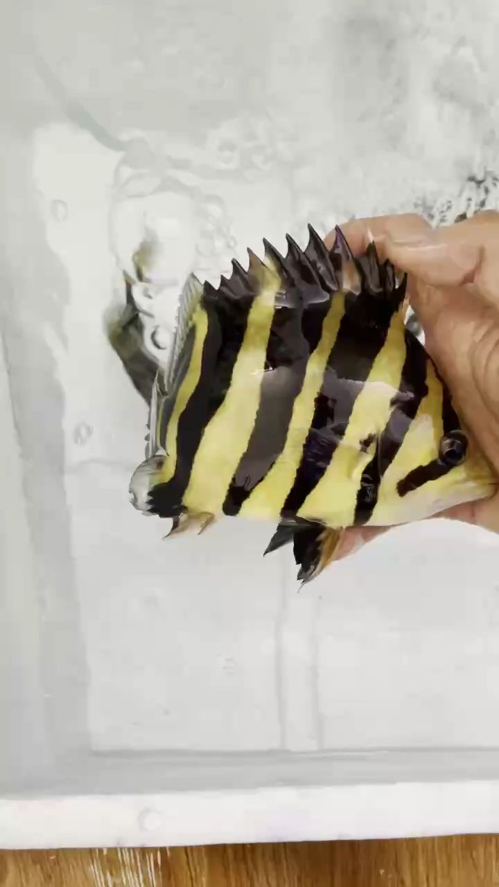 精品球蘇，“精品球蘇”的發展趨勢