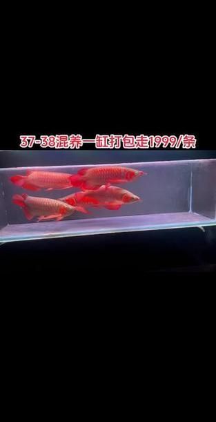 紅龍配魚什么最好，紅龍魚與紅龍魚混養(yǎng)的注意事項(xiàng)