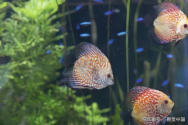 龍魚病治療需要多長時間？，龍魚醫學/水族養殖+水族養殖專業信息分析 龍魚病治療需要多長時間？，龍魚醫學/水族養殖+水族養殖專業信息分析 龍魚百科 第10張