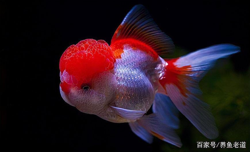 龍魚病治療需要多長時間？，龍魚醫學/水族養殖+水族養殖專業信息分析 龍魚病治療需要多長時間？，龍魚醫學/水族養殖+水族養殖專業信息分析 龍魚百科 第9張