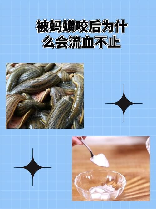 廣東人如何烹飪龍魚土龍，人烹飪龍魚土龍（一種傳統(tǒng)烹飪封口技巧和調(diào)味方法”