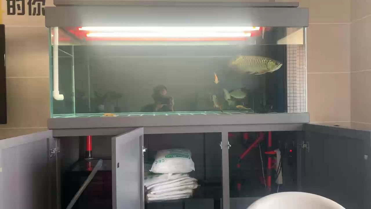 金龍，金龍是中國(guó)傳統(tǒng)文化中的象征之一