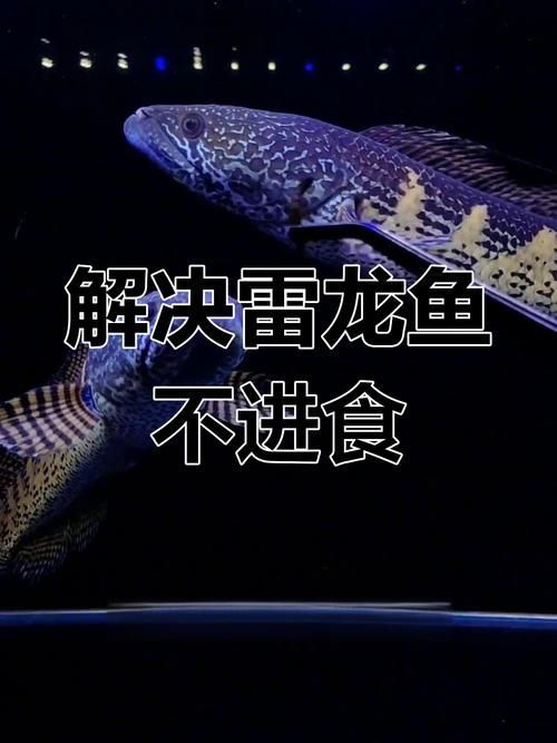 龍魚趴缸不吃東西，如何判斷龍魚是否生病？