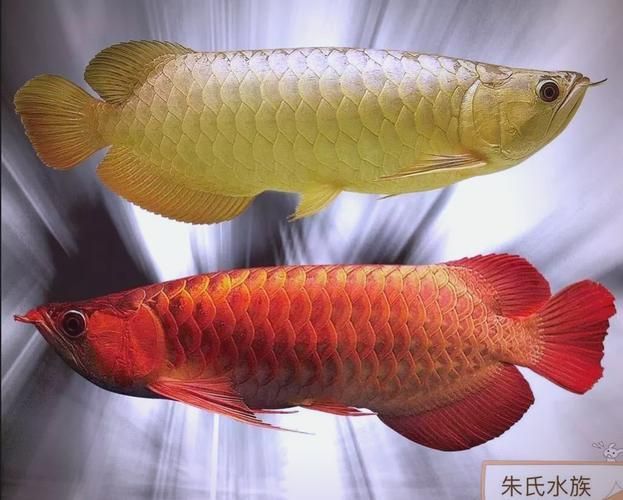 龍魚趴缸不吃東西，如何判斷龍魚是否生病？