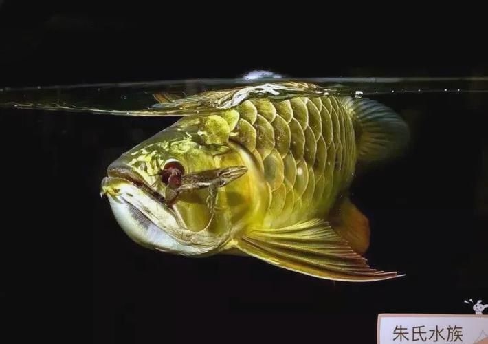 龍魚趴缸不吃東西，如何判斷龍魚是否生病？